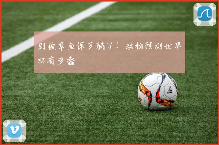 别被章鱼保罗骗了！动物预测世界杯有多蠢